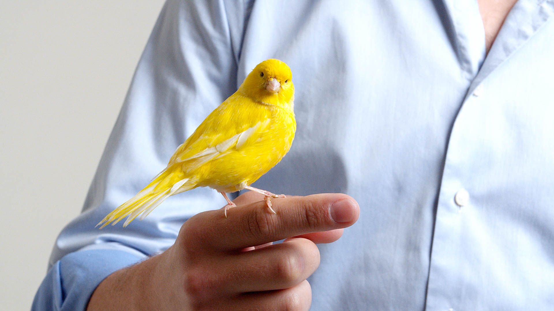 Canary with Rensair air purifier on white studio background