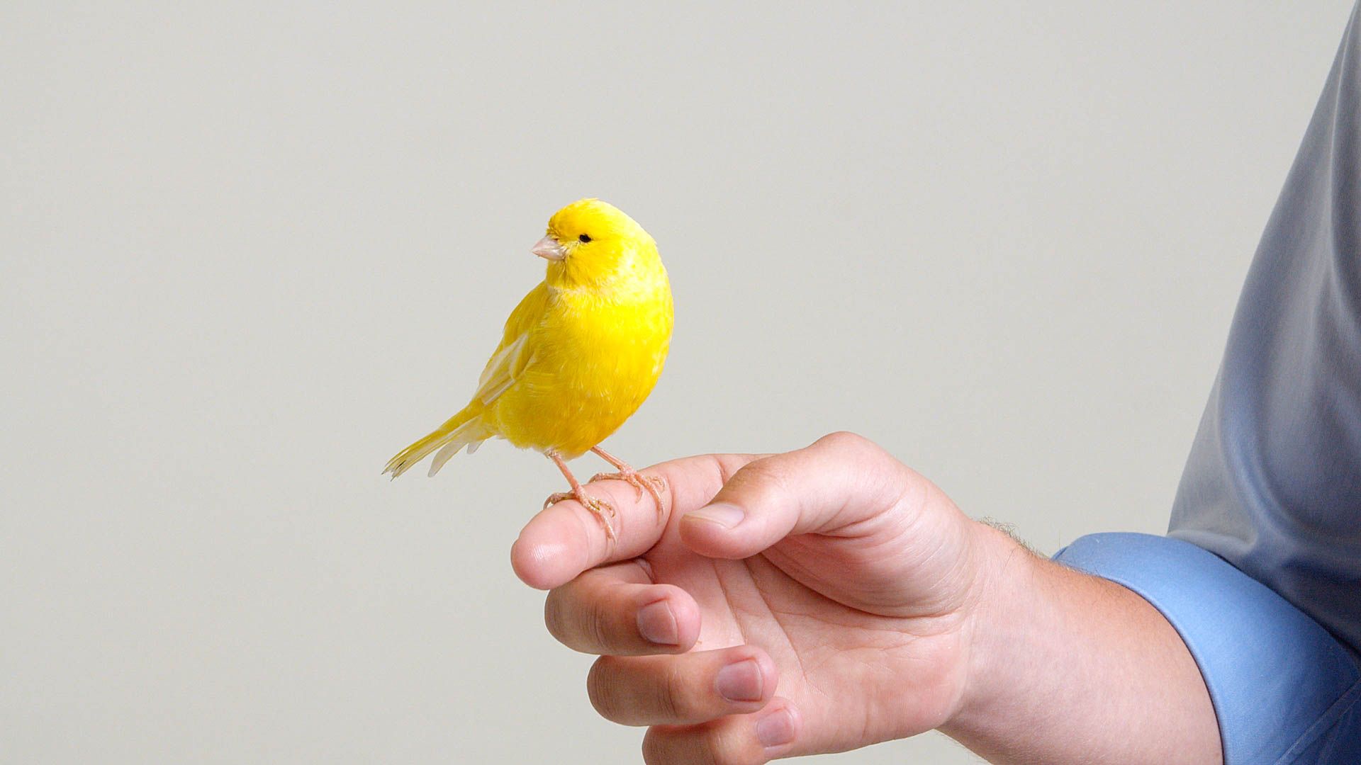Canary performance shot from the Rensair brand film