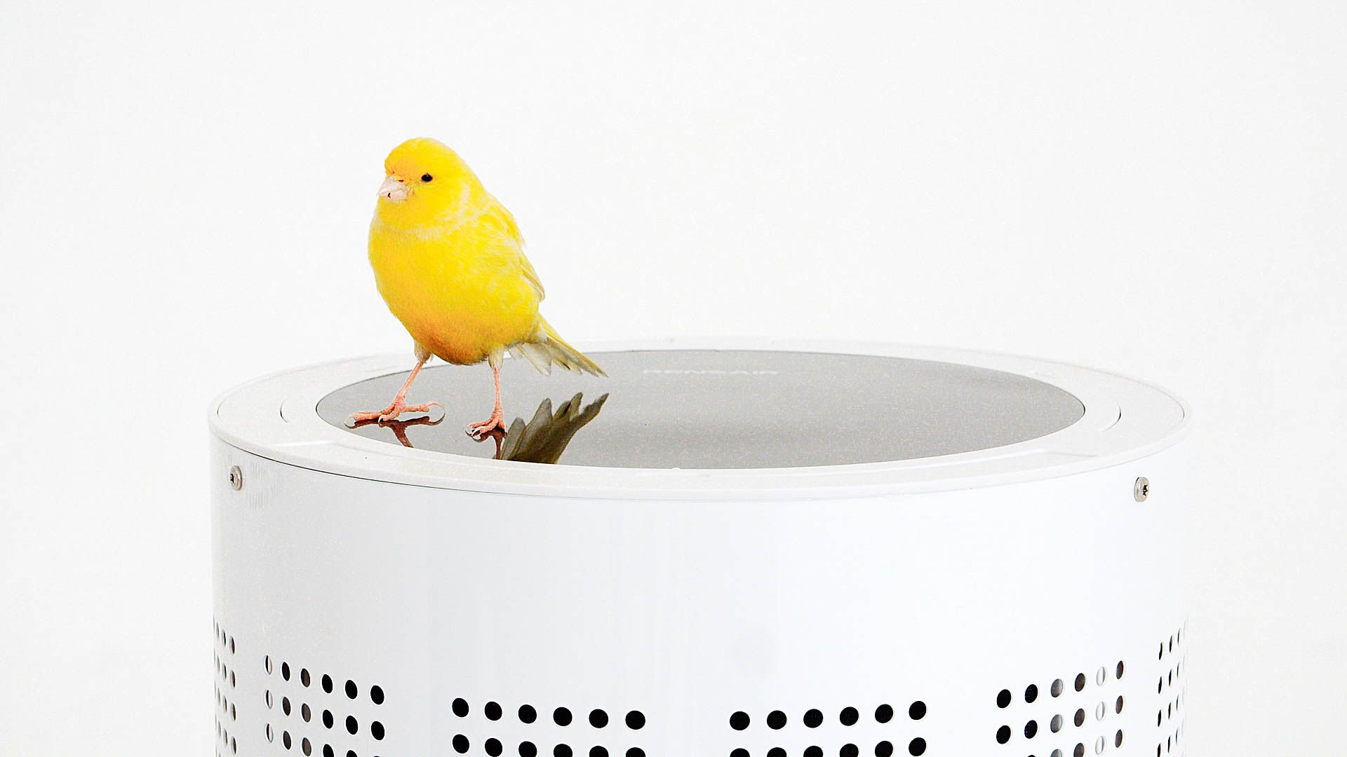 Canary perched beside Rensair air purifier — studio production still